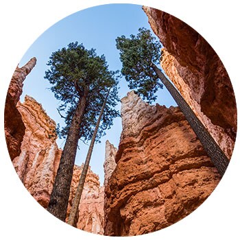 tall trees in the canyon trail at Bryce Canyon